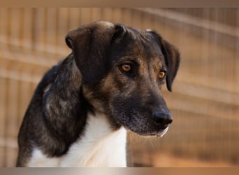ROBI❤️zauberhafter, lieber Hundejunge - zurückhaltend und sozial