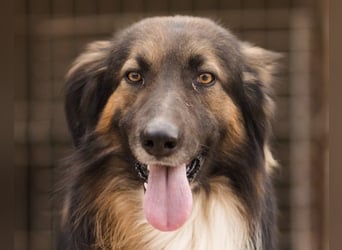 Bogo ♥️ ungeschliffener Schatz auf 4Pfoten