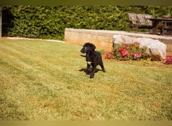 Cosmo - junger charmanter Schäfi-Mix-Bub