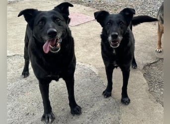 Megi ❤️ herzliche, sanfte Hunde-Seniorin