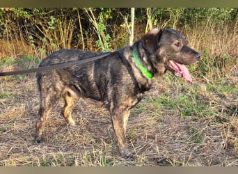 SHADOW❤️sozialer Gute-Laune-Hund wartet auf Dich in 50169 Kerpen
