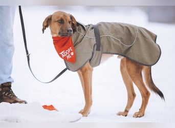 Notfell LASKO❤️in 22559 Hamburg, dringend Für-Immer-Zuhause gesucht