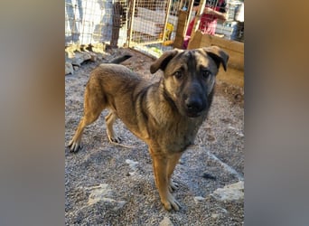 CharmingBoy ♥Luis♥ liebenswertes Fellherz