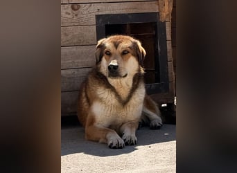 Luki ❤️ so lieber, schüchterner & sensibler Rüde