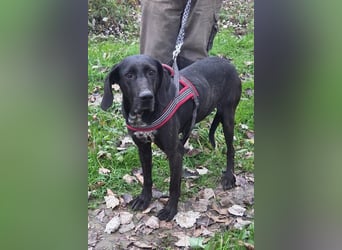 Pointer-Mix-Lady Daria: ein Herz aus Fell