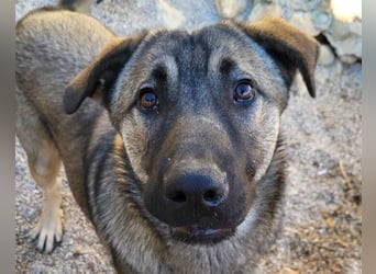 CharmingBoy ♥Luis♥ liebenswertes Fellherz