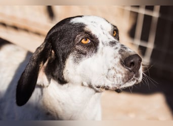 Ananda ❤️ liebe Fellfreundin fürs Leben