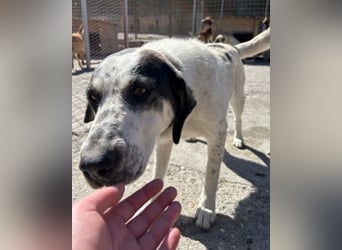 Ananda ❤️ liebe Fellfreundin fürs Leben