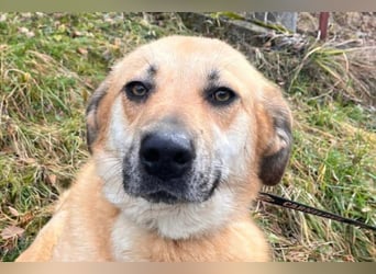 Schöne ♥ Stella ♥ aktiv und lieb, auch besonders zu Kindern