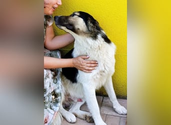 Liebster ♥ Lenni ♥ großer freundlicher sozialer Schmuse-Bub