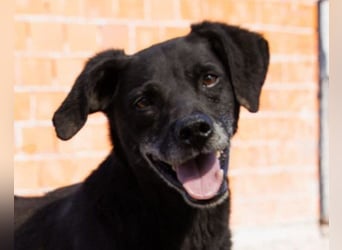 OldBoy ♥ Audi ♥ ein so lieber Schatz sucht sein verdientes Für-Immer-Körbchen