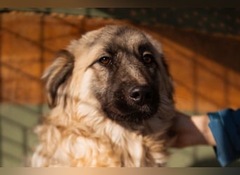 Denis ❤️ gutmütig, so lieb + verschmust!