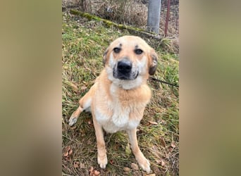 Schöne ♥ Stella ♥ aktiv und lieb, auch besonders zu Kindern