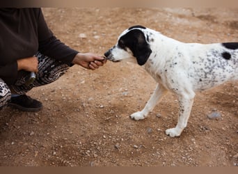 Ananda ❤️ liebe Fellfreundin fürs Leben
