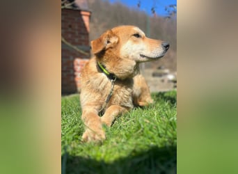Zuckerschnute Cody ❤️ rundum sozial + so freundlich!