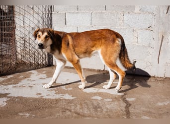 Luki ❤️ aufgeschlossener, lieber Junghund!
