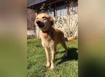 Zuckerschnute Cody ❤️ rundum sozial + so freundlich!