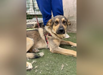 Familien-Mix-Rüde ♥Marco♥ ein Herz von Hund; liebt auch Kinder und Katzen