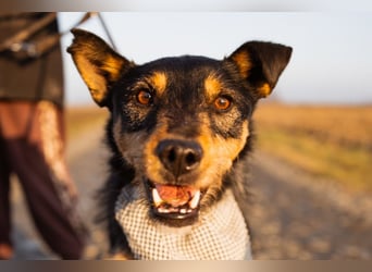 Schatz Teri: sehr freundlicher Gefährte