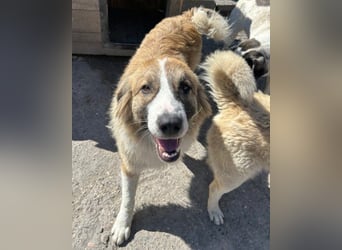 Energiebündel Jonesy - sucht Liebe und Halt