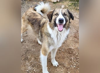 Energiebündel Jonesy - sucht Liebe und Halt Energiebündel Jonesy - sucht Liebe und Halt