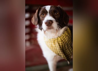 ♥Šarenko♥ toller, verschmuster 3-Beiner