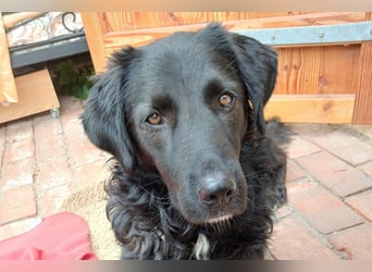 BIMBO❤️zauberhafter Hundebub wartet schon auf seiner PS in 21502 Hamwarde
