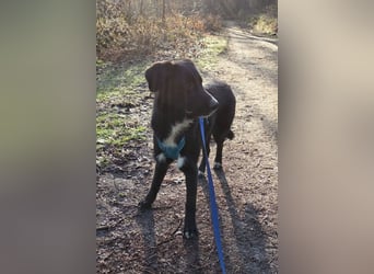 Sienna - fröhlicher Schäfi-Mix, wartet bereits in 45289 Essen