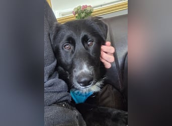 Sienna - fröhlicher Schäfi-Mix, wartet bereits in 45289 Essen