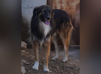 Bogo ♥️ ungeschliffener Schatz auf 4Pfoten