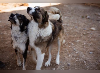 Lebensfroher Jonesy sucht Zuhause