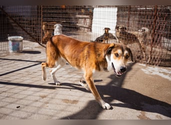 Luki ❤️ aufgeschlossener, lieber Junghund!
