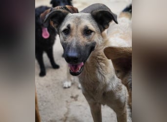 Beauty ♥ Fly ♥ herzliche, treue Fellfreundin