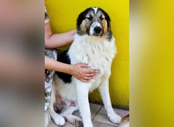 Liebster ♥ Lenni ♥ großer freundlicher sozialer Schmuse-Bub