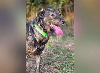 SHADOW❤️sozialer Gute-Laune-Hund wartet auf Dich in 50169 Kerpen