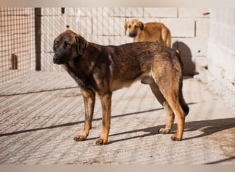 Pico ❤️ junger verschmuster, liebevoller Rüde