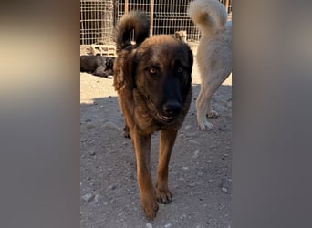 Pico ❤️ junger verschmuster, liebevoller Rüde