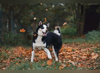 Lebensfroher Chico sucht seine Menschen