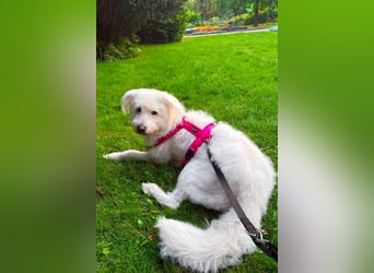 Kluge, freundliche ♥ Lucy ♥ wartet bereits in 22145 Hamburg auf ihren Für-Immer-Familienanschluss