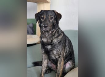 SHADOW❤️sozialer Gute-Laune-Hund wartet auf Dich in 50169 Kerpen