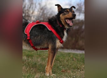 Schatz Teri: sehr freundlicher Gefährte