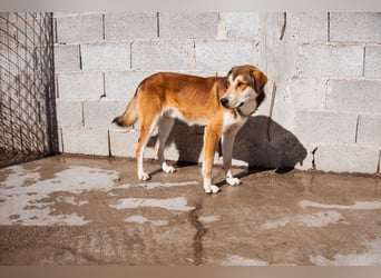 Luki ❤️ aufgeschlossener, lieber Junghund!