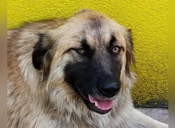 Mix-Hündin ♥ Mandy ♥ ein zauberhaftes, liebes, soziales Wesen