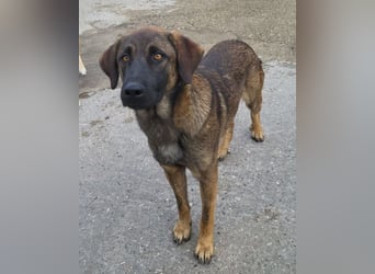 Pico ❤️ junger verschmuster, liebevoller Rüde