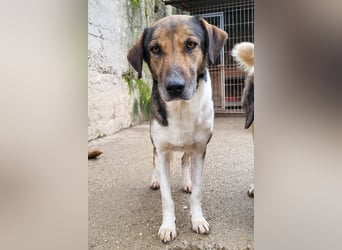 ROBI❤️zauberhafter, lieber Hundejunge - zurückhaltend und sozial