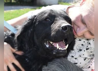 OldBoy  Đoni  sucht seine treuen Menschen