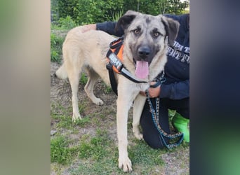 HSH-Mix YOMA❤️fröhlich, aufgeschlossen & katzenverträglich