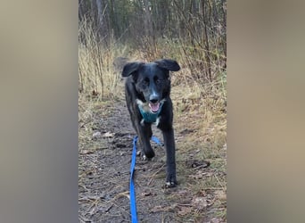 Sienna - fröhlicher Schäfi-Mix, wartet bereits in 45289 Essen