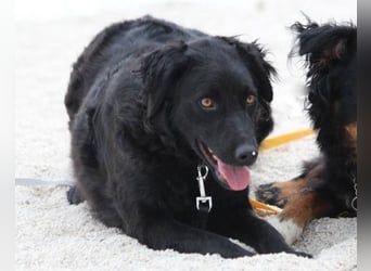 Noa ❤️ freundlich + super aufgeschlossen + katzenverträgl.!