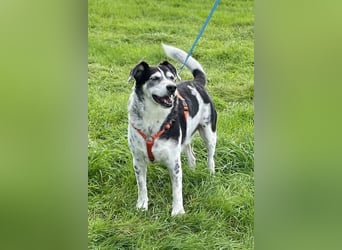 Liebster OldBoy ♥Rocky♥ wartet in 21640 Bliedersdorf auf sein so verdientes Lebensglück